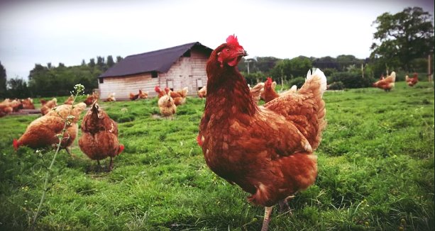 Tavuk Çiftliği Projesi Kurmak