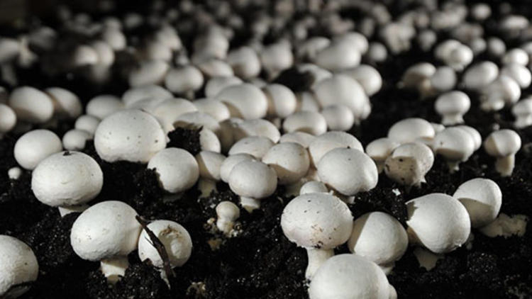 beyaz-şapkalı-mantar