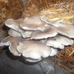 9 Adımda İstiridye Mantarı Nasıl Yetiştirilir? (Düşük İmkanlar) hasat