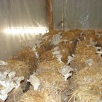 9 Adımda İstiridye Mantarı Nasıl Yetiştirilir? (Düşük İmkanlar) hasat