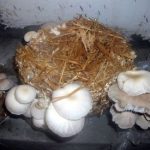 9 Adımda İstiridye Mantarı Nasıl Yetiştirilir? (Düşük İmkanlar) hasat