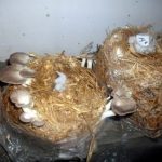 9 Adımda İstiridye Mantarı Nasıl Yetiştirilir? (Düşük İmkanlar) hasat