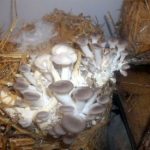 9 Adımda İstiridye Mantarı Nasıl Yetiştirilir? (Düşük İmkanlar) hasat