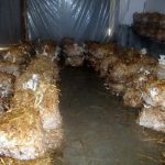 9 Adımda İstiridye Mantarı Nasıl Yetiştirilir? (Düşük İmkanlar) hasat