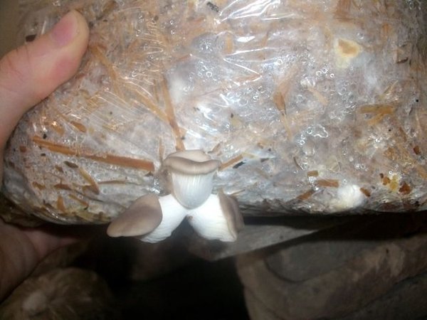 9 Adımda İstiridye Mantarı Nasıl Yetiştirilir? (Düşük İmkanlar) inkübe