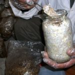 9 Adımda İstiridye Mantarı Nasıl Yetiştirilir? (Düşük İmkanlar) kuluçka