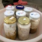 9 Adımda İstiridye Mantarı Nasıl Yetiştirilir? (Düşük İmkanlar) kuluçka