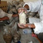 9 Adımda İstiridye Mantarı Nasıl Yetiştirilir? (Düşük İmkanlar) kuluçka