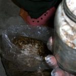 9 Adımda İstiridye Mantarı Nasıl Yetiştirilir? (Düşük İmkanlar) kuluçka