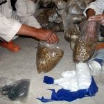 9 Adımda İstiridye Mantarı Nasıl Yetiştirilir? (Düşük İmkanlar) kuluçka