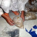 9 Adımda İstiridye Mantarı Nasıl Yetiştirilir? (Düşük İmkanlar) kuluçka