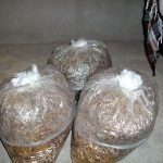 9 Adımda İstiridye Mantarı Nasıl Yetiştirilir? (Düşük İmkanlar) kuluçka