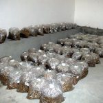 9 Adımda İstiridye Mantarı Nasıl Yetiştirilir? (Düşük İmkanlar) kuluçka