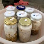 9 Adımda İstiridye Mantarı Nasıl Yetiştirilir? (Düşük İmkanlar) malzeme1