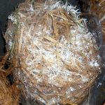 9 Adımda İstiridye Mantarı Nasıl Yetiştirilir? (Düşük İmkanlar) plastik