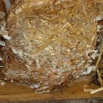 9 Adımda İstiridye Mantarı Nasıl Yetiştirilir? (Düşük İmkanlar) plastik