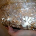 9 Adımda İstiridye Mantarı Nasıl Yetiştirilir? (Düşük İmkanlar) plastik