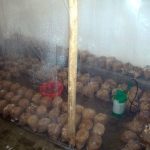 9 Adımda İstiridye Mantarı Nasıl Yetiştirilir? (Düşük İmkanlar) plastik