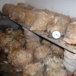 9 Adımda İstiridye Mantarı Nasıl Yetiştirilir? (Düşük İmkanlar) plastik