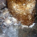 9 Adımda İstiridye Mantarı Nasıl Yetiştirilir? (Düşük İmkanlar) plastik