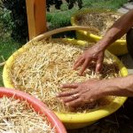 9 Adımda İstiridye Mantarı Nasıl Yetiştirilir? (Düşük İmkanlar) saman