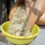 9 Adımda İstiridye Mantarı Nasıl Yetiştirilir? (Düşük İmkanlar) saman