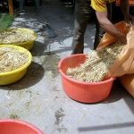 9 Adımda İstiridye Mantarı Nasıl Yetiştirilir? (Düşük İmkanlar) saman