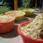 9 Adımda İstiridye Mantarı Nasıl Yetiştirilir? (Düşük İmkanlar) saman