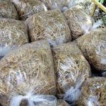 9 Adımda İstiridye Mantarı Nasıl Yetiştirilir? (Düşük İmkanlar) saman