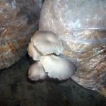 9 Adımda İstiridye Mantarı Nasıl Yetiştirilir? (Düşük İmkanlar) çıkış3