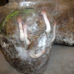 9 Adımda İstiridye Mantarı Nasıl Yetiştirilir? (Düşük İmkanlar) çıkış3