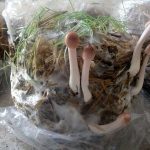 9 Adımda İstiridye Mantarı Nasıl Yetiştirilir? (Düşük İmkanlar) çıkış3