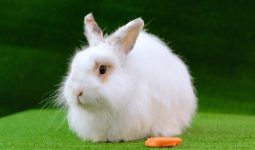 angora tavşanı
