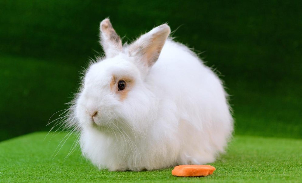 angora tavşanı