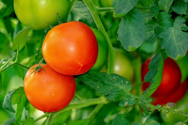 domates yetiştirmek