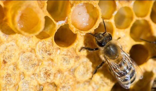 arı sütü yetiştiriciliği