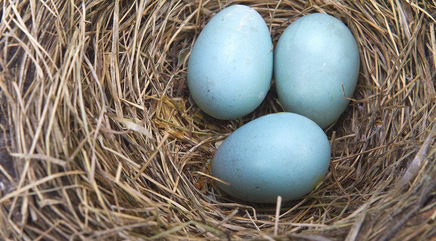 mavi yumurta