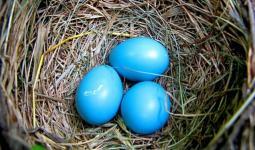 mavi yumurtalar