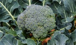 brokoli yetiştiriciliği