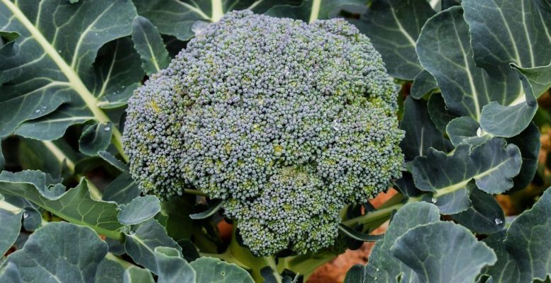 brokoli yetiştiriciliği