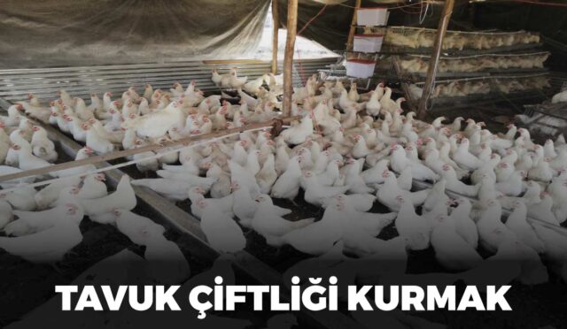 Tavuk çiftliği kurmak, tavuk çiftliği hakkında, tavuk çiftliği nasıl kurulur, kurulum maliyetleri, tavuk çiftliği kurmak zor mudur.